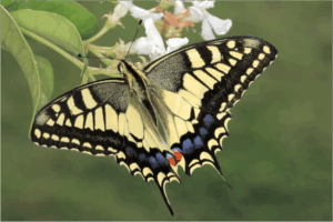 投稿についてもっと詳しく 【すぐそばにある、わたしの幸せの見つけ方】Vol.63 アゲハ蝶の法則