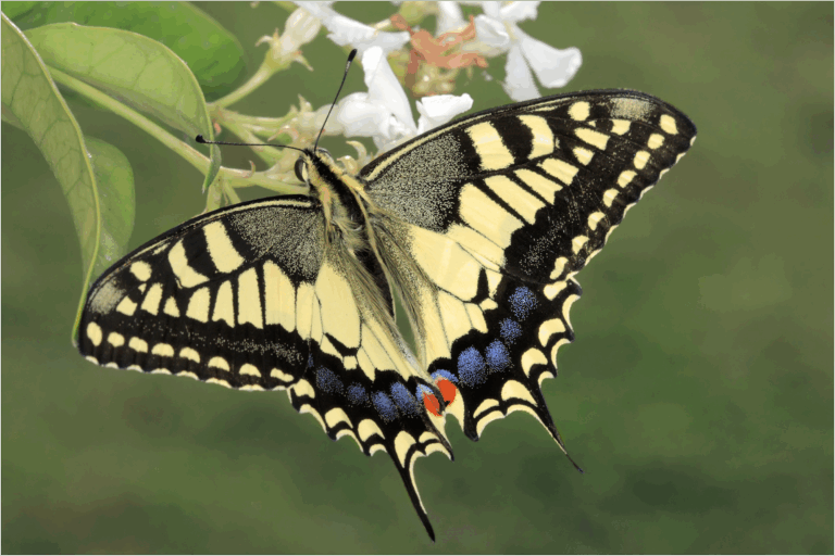 投稿についてもっと詳しく 【すぐそばにある、わたしの幸せの見つけ方】Vol.63 アゲハ蝶の法則