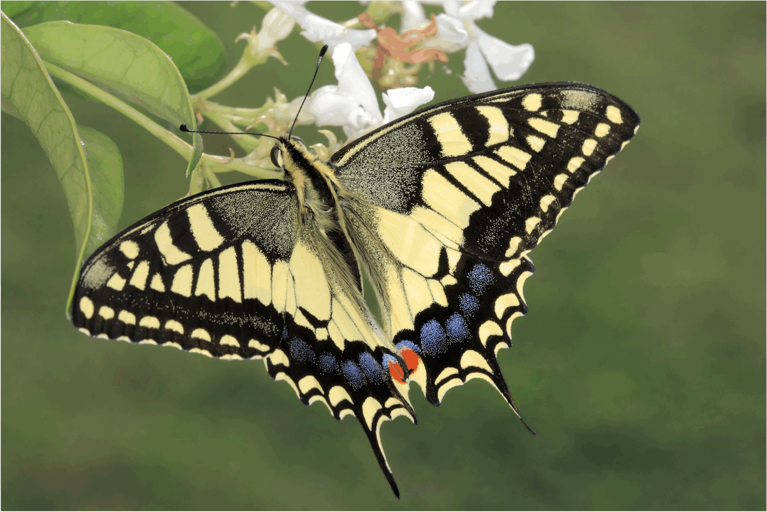 投稿についてもっと詳しく 【すぐそばにある、わたしの幸せの見つけ方】Vol.63 アゲハ蝶の法則