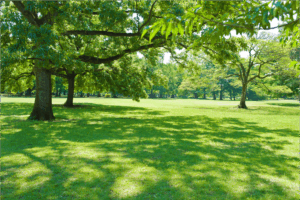 投稿についてもっと詳しく 【すぐそばにある、わたしの幸せの見つけ方】Vol.99 日陰を選ぶ法則