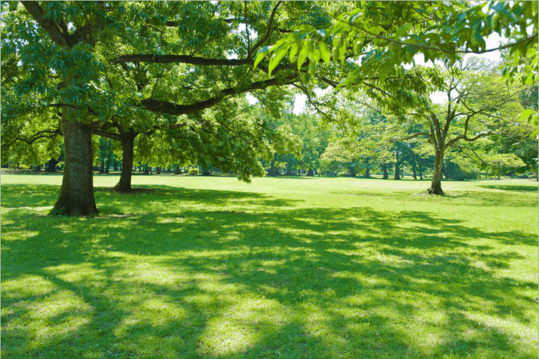 投稿についてもっと詳しく 【すぐそばにある、わたしの幸せの見つけ方】Vol.99 日陰を選ぶ法則