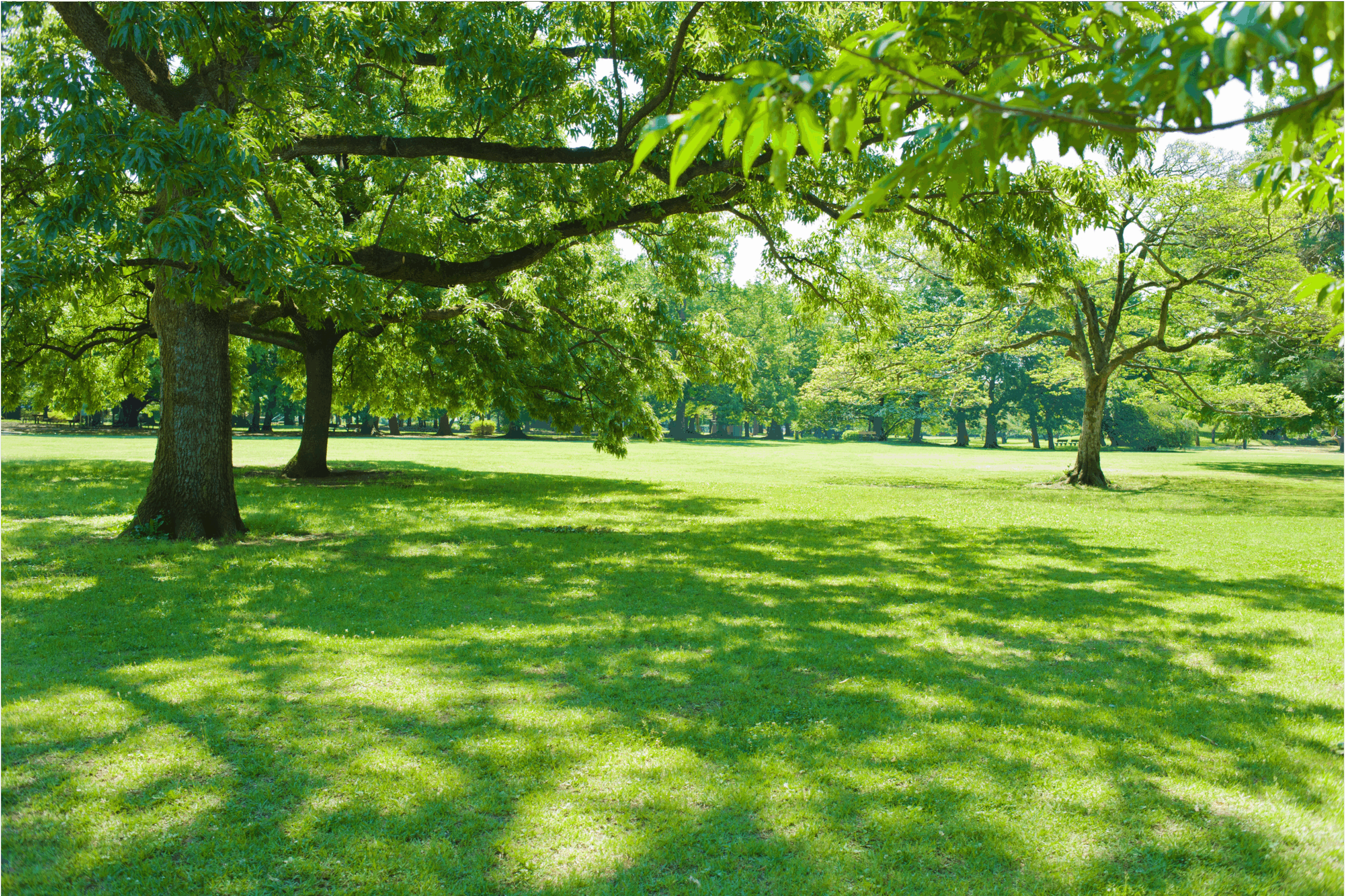 投稿についてもっと詳しく 【すぐそばにある、わたしの幸せの見つけ方】Vol.99 日陰を選ぶ法則